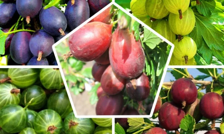 Саджанці червоної смородини та інших ягідних кущів - фото № 3