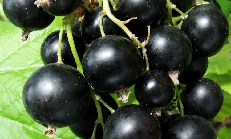 Саженцы красной смородины, черной смородины, белой смородины. Крыжовник, малина, голубика - фото № 3