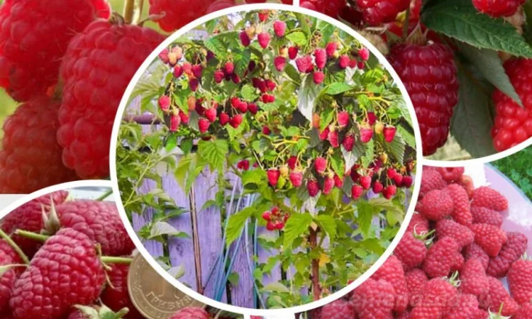 Саженцы красной смородины, черной смородины, белой смородины. Крыжовник, малина, голубика - фото № 4