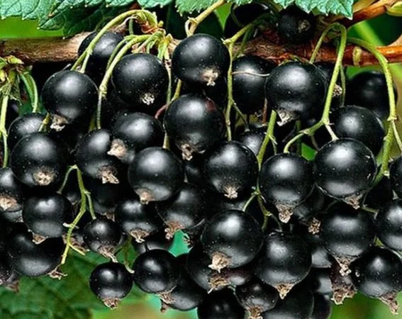 Саженцы красной смородины, черной смородины, белой смородины. Крыжовник, малина, голубика - фото № 5