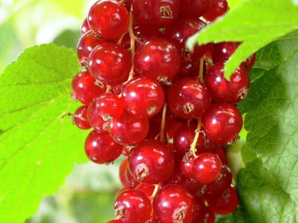 Саженцы красной смородины, черной смородины, белой смородины. Крыжовник, малина, голубика - фото № 6