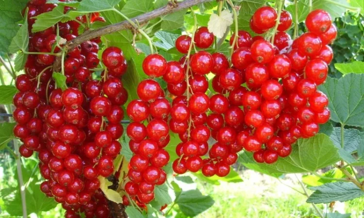 Саженцы красной смородины, черной смородины, белой смородины. Крыжовник, малина, голубика - фото № 7