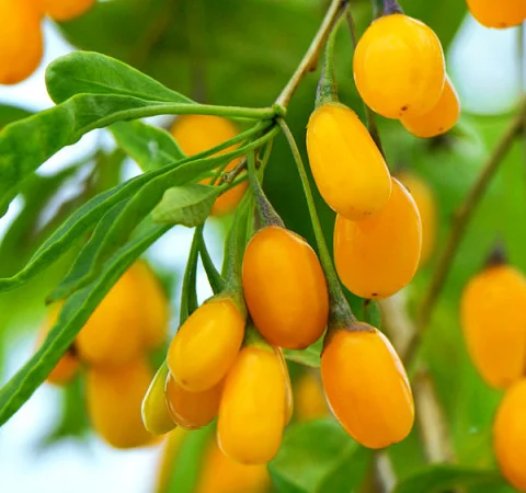 Годжи сортовой красный, желтый, оранжевый кусты и черенки на укоренение дешево - фото № 2