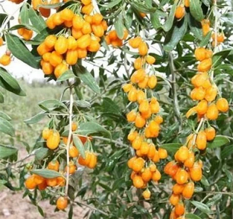 Годжи сортовой красный, желтый, оранжевый кусты и черенки на укоренение дешево - фото № 7