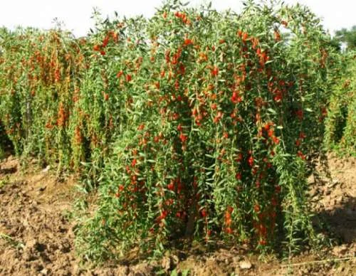 Годжи сортовой красный, желтый, оранжевый кусты и черенки на укоренение дешево - фото № 3