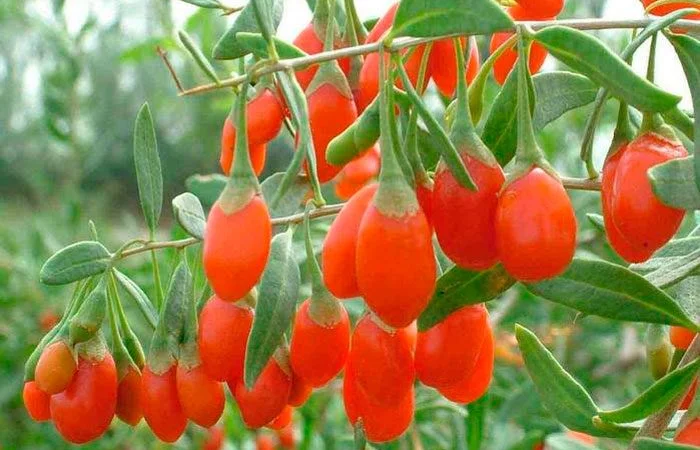 Годжи сортовой красный, желтый, оранжевый кусты и черенки на укоренение дешево - фото № 8