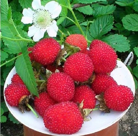 Мяо Мяо малина крупная саженцы дешево - фото № 1