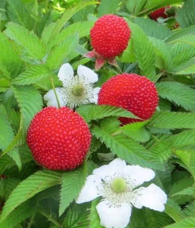 Мяо Мяо малина крупная саженцы дешево - фото № 4