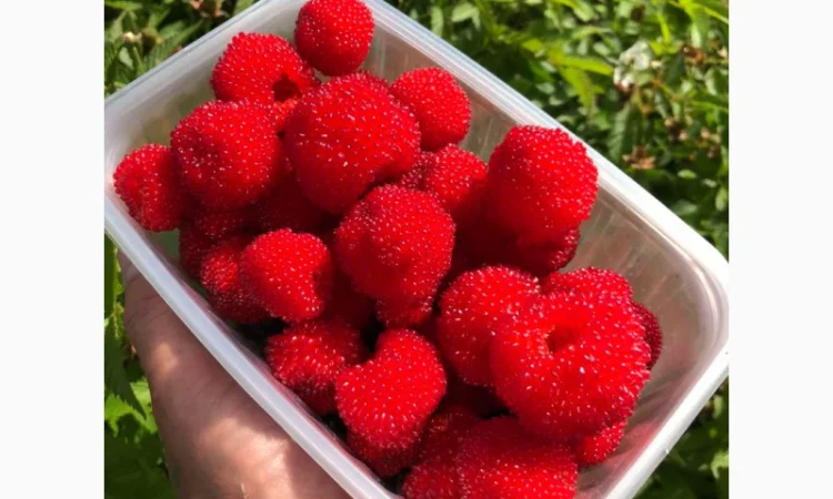 Мяо Мяо малина крупная саженцы дешево - фото № 6