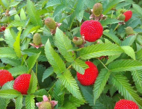 Мяо Мяо малина крупная саженцы дешево - фото № 7