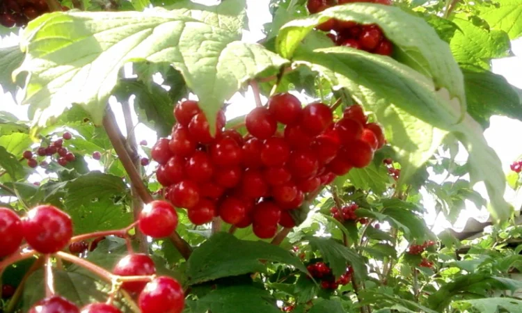 Саженцы черемухи, калины, рябины, ивы - фото № 2