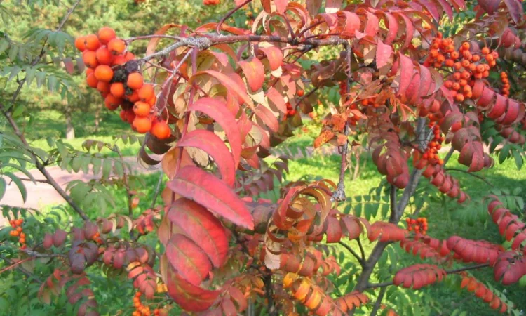 Саджанці черемхи та інших дерев - фото № 3