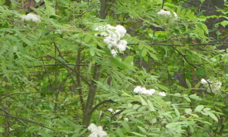 Саженцы черемухи, калины, рябины, ивы - фото № 4