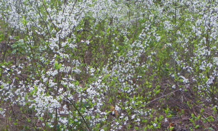 Саженцы черемухи, калины, рябины, ивы - фото № 5