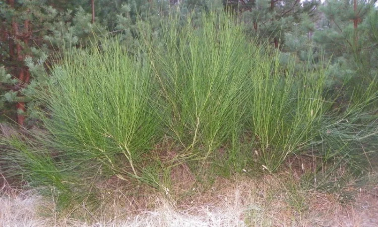 Саженцы черемухи, калины, рябины, ивы - фото № 6