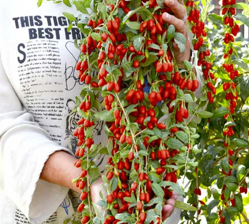 Годжи саженцы сортовой (1-2-3х летние) - пять сортов - фото № 1