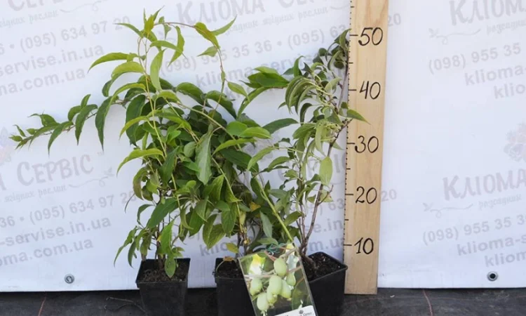 Продам саженцы актинидии (женские). Сорта смотрите в описании - фото № 1