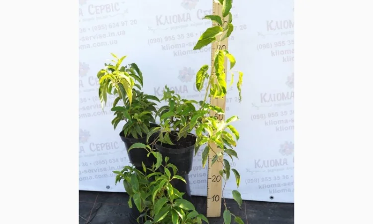 Продам саженцы актинидии (женские). Сорта смотрите в описании - фото № 2