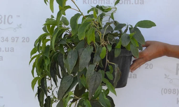 Продам саженцы актинидии (женские). Сорта смотрите в описании - фото № 3