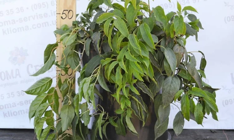 Продам саженцы актинидии (женские). Сорта смотрите в описании - фото № 4