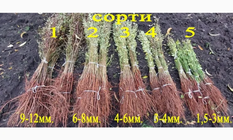 Підщепа АЛИЧА для щеплення саджанців Летичівського плодорозсадника - фото № 1