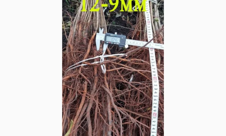 Підщепа АЛИЧА для щеплення саджанців Летичівського плодорозсадника - фото № 2