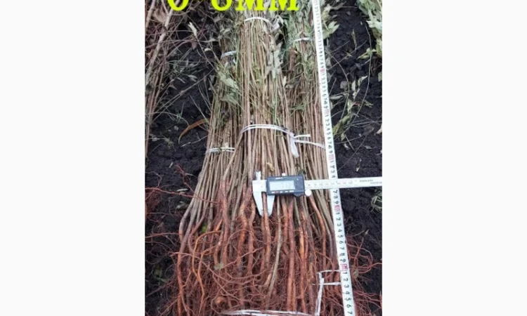 Підщепа АЛИЧА для щеплення саджанців Летичівського плодорозсадника - фото № 3