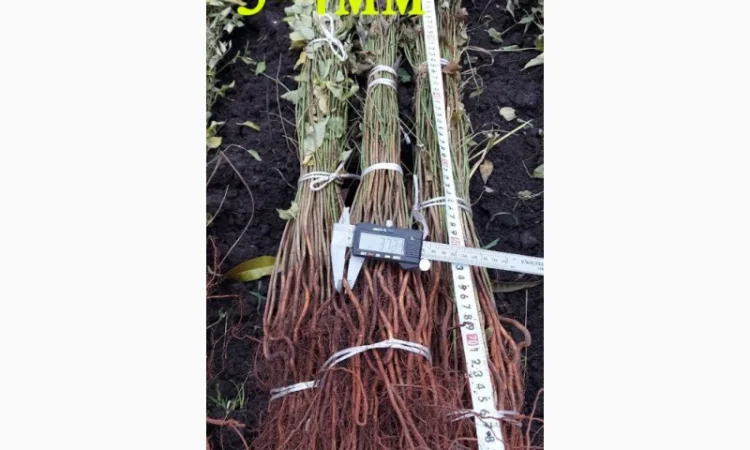 Підщепа АЛИЧА для щеплення саджанців Летичівського плодорозсадника - фото № 5