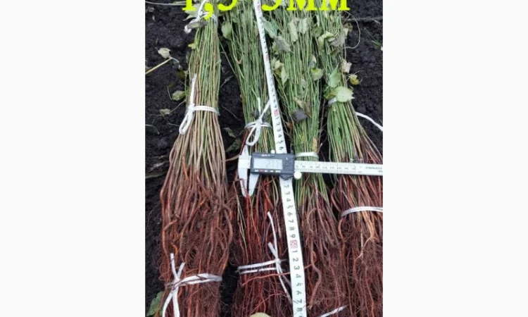 Підщепа АЛИЧА для щеплення саджанців Летичівського плодорозсадника - фото № 6