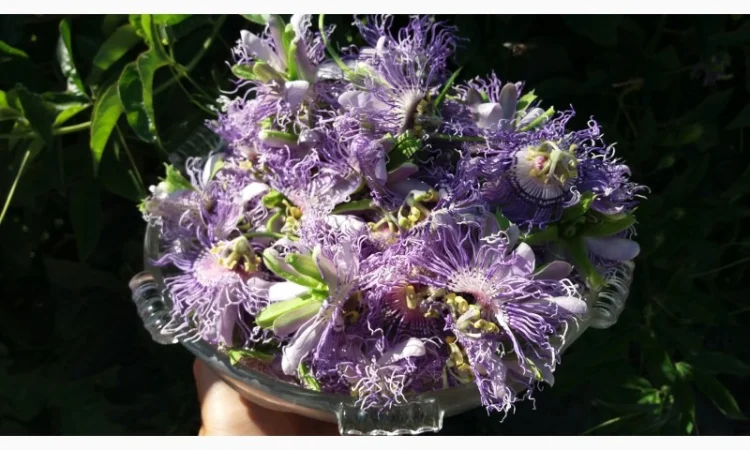 Пассифлора зимующая - фото № 1