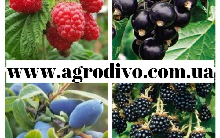 Саженцы малины, клубники, крыжовника, ежемалины, ежевики, жимолости и многое другое - фото № 8