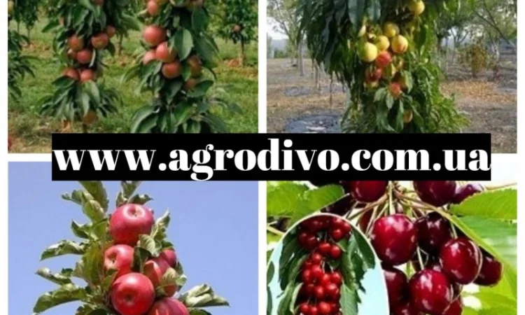 Саженцы малины, клубники, крыжовника, ежемалины, ежевики, жимолости и многое другое - фото № 7