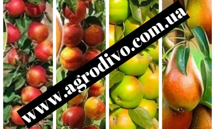 Саженцы малины, клубники, крыжовника, ежемалины, ежевики, жимолости и многое другое - фото № 2