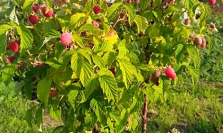 Якісні саджанці ягідних культур літньої та ремонтантної малини, агрусу та смородини - фото № 2