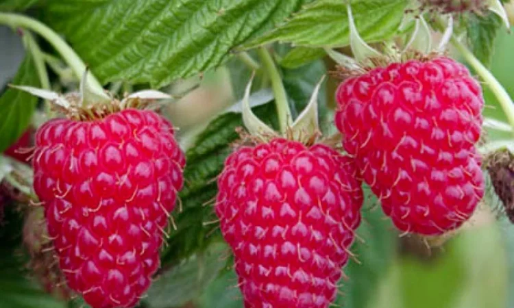 Якісні саджанці ягідних культур літньої та ремонтантної малини, агрусу та смородини - фото № 4