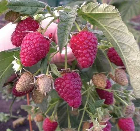 Якісні саджанці ягідних культур літньої та ремонтантної малини, агрусу та смородини - фото № 5