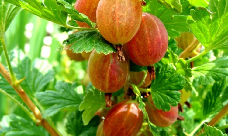 Якісні саджанці ягідних культур літньої та ремонтантної малини, агрусу та смородини - фото № 9