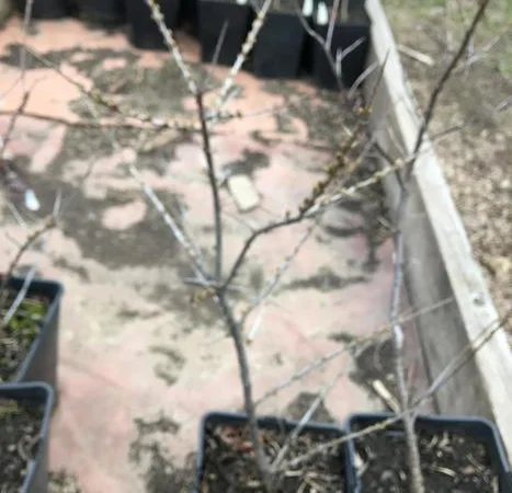 Облепиха с ЗКС - фото № 1