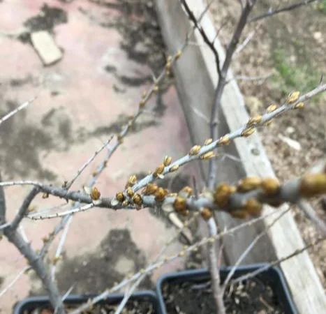 Облепиха с ЗКС - фото № 2