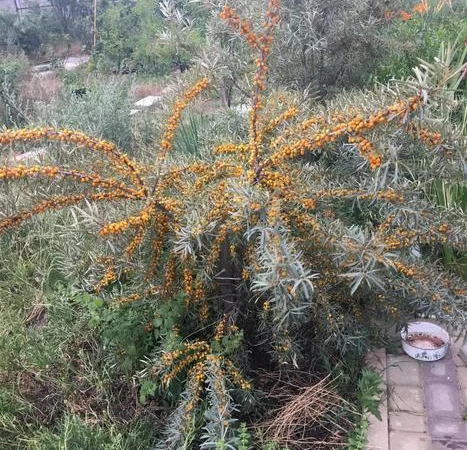 Облепиха с ЗКС - фото № 3