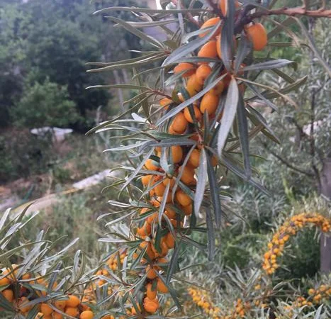 Облепиха с ЗКС - фото № 4