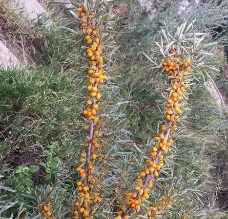 Облепиха с ЗКС - фото № 5