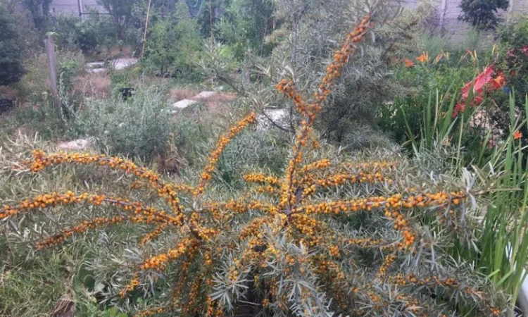 Облепиха с ЗКС - фото № 6