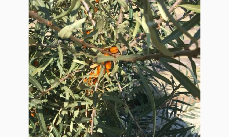 Облепиха с ЗКС - фото № 7