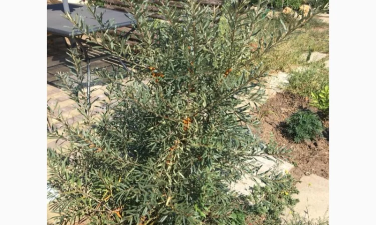 Облепиха с ЗКС - фото № 8