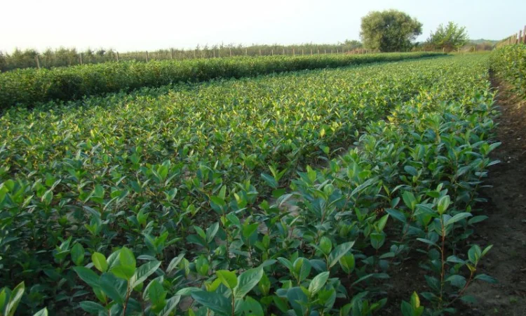 Продаются саженцы черноплодной рябины (арония) - фото № 1