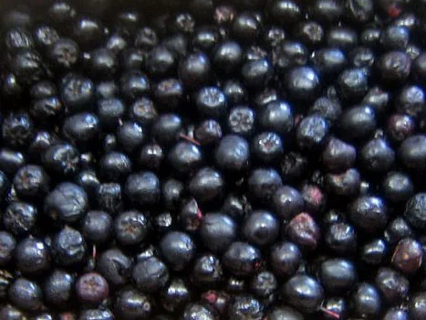 Продам саженцы черноплодной рябины (арония) - фото № 1