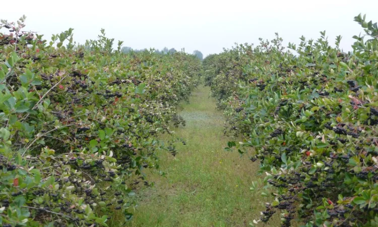 Продам саженцы черноплодной рябины (арония) - фото № 2