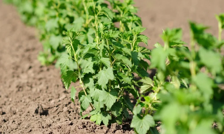 Продам саджанці - фото № 1