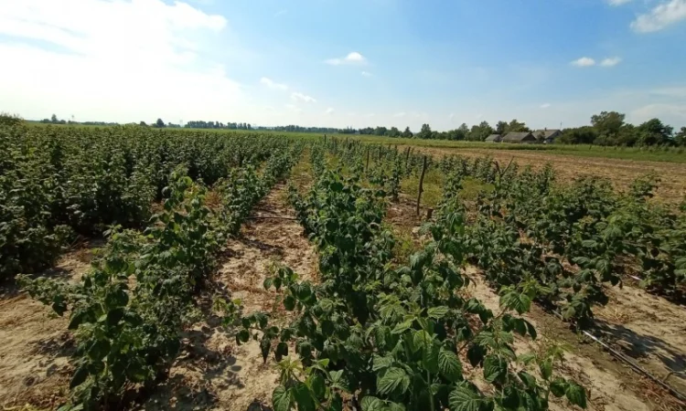 Саджанці малинки та полунички - фото № 4